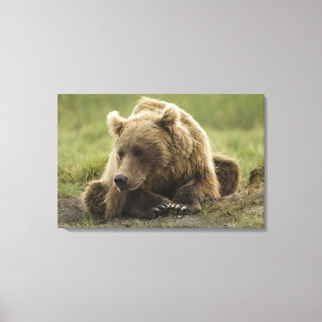 Lienzo Oso marrón o oso pardo costero, Ursus (Anverso)