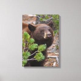 Lienzo Oso negro con color rubio