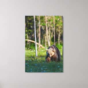 Lienzo Oso pardo europeo