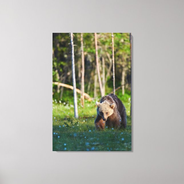 Lienzo Oso pardo europeo (Anverso)
