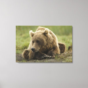 Lienzo Oso pardo, o oso grizzly costero, Ursus