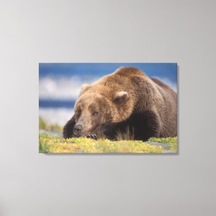 Lienzo oso pardo, Ursus arctos, oso grizzly, Ursus 8