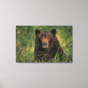 Lienzo oso pardo, Ursus arctos, oso grizzly, Ursus 9