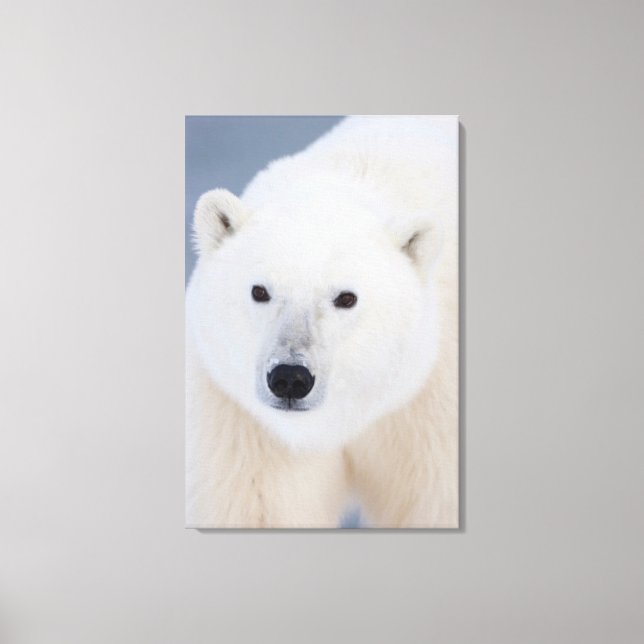 Lienzo Oso polar (Anverso)