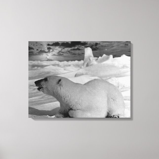 Lienzo Oso polar Alaska de Estados Unidos (Anverso)