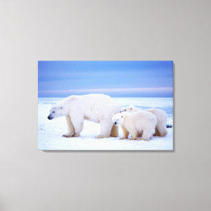Lienzo Oso polar cerda con cachorros