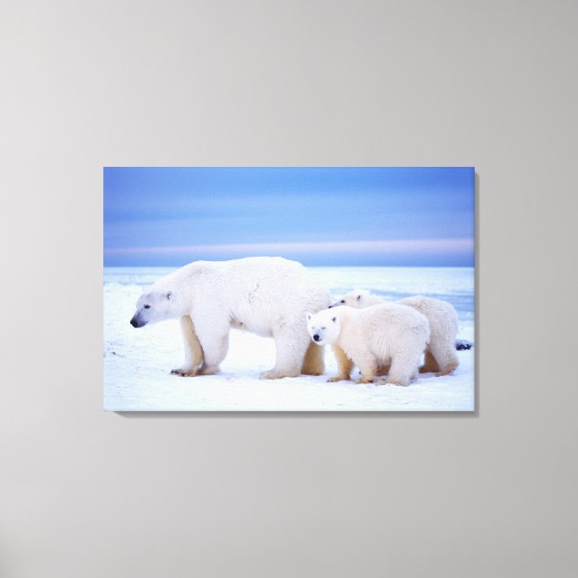 Lienzo Oso polar cerda con cachorros (Anverso)