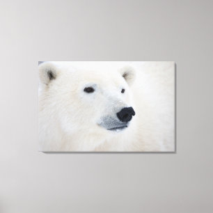 Lienzo Oso Polar Churchill