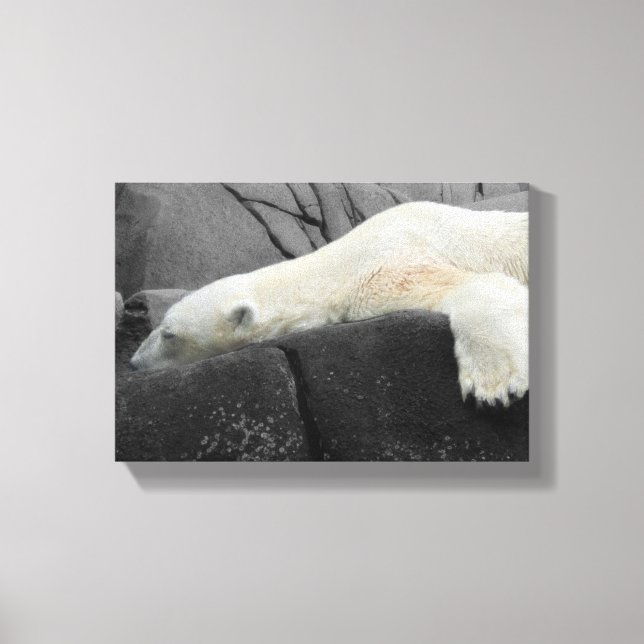 Lienzo Oso Polar Sleepy (Anverso)