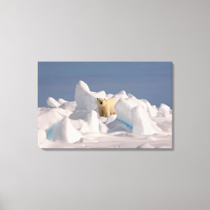 Lienzo oso polar, Ursus maritimus, en hielo áspero