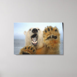 Lienzo oso polar, Ursus maritimus, mira con curiosidad