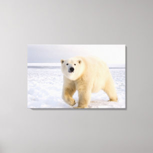 Lienzo oso polar, Ursus maritimus, sobre hielo y nieve, 2