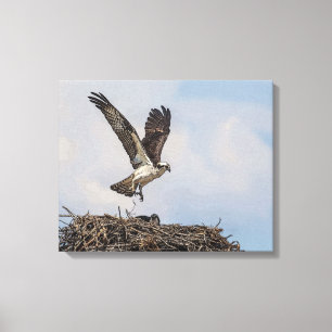 Lienzo Osprey en un nido