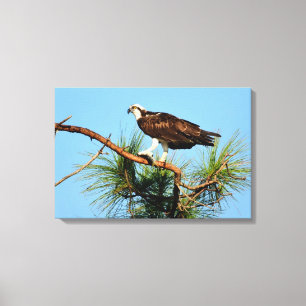 Lienzo Osprey in Wild