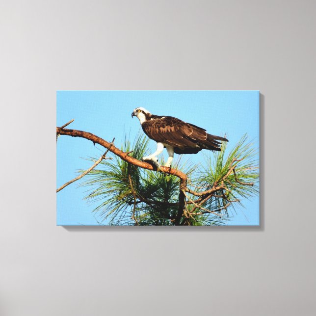 Lienzo Osprey in Wild (Anverso)
