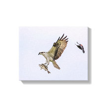 Osprey siendo perseguido por un pájaro anaranjado
