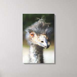 Lienzo Ostrich