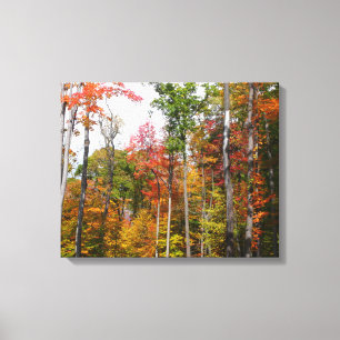 Lienzo Otoño en el bosque Fotografía colorida de otoño
