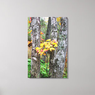 Lienzo Otoño en el parque Mapleton 2