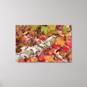 Lienzo Otoño Hojas de arce cubren la corteza de Birch en