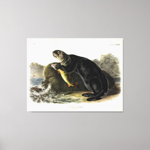 Lienzo Otter marino, Enhydra lutris por Audubon