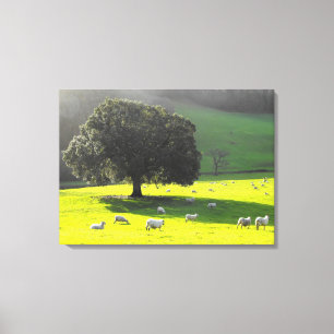 Lienzo Oveja al sol de la mañana