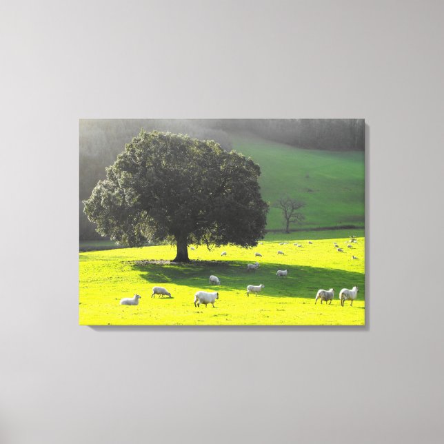 Lienzo Oveja al sol de la mañana (Anverso)