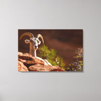 Oveja canadiense del desierto (Ovis canadensis nel