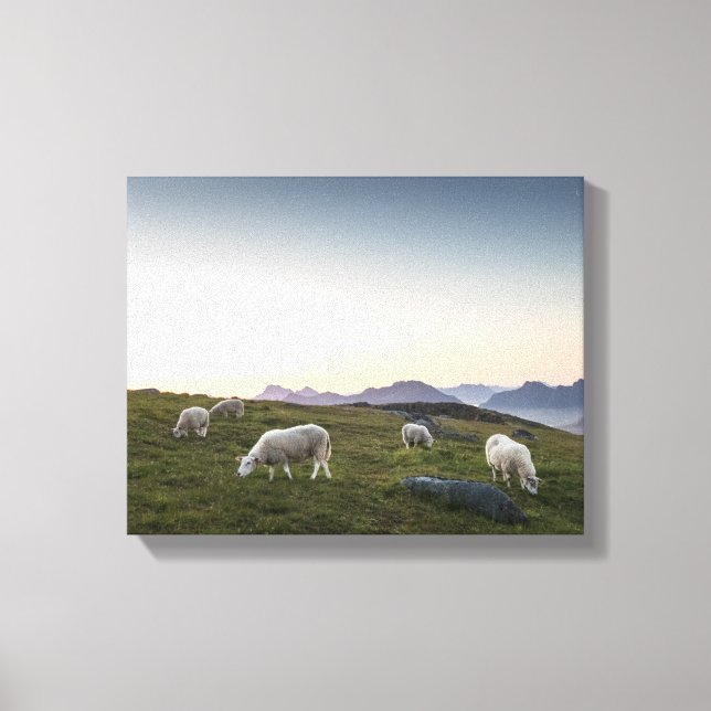 Lienzo Oveja de las Islas Lofoten (Anverso)