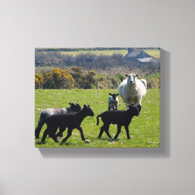 Lienzo Oveja Lambs Bodmin Moor Cornwall Inglaterra (Anverso)