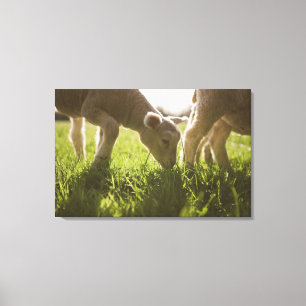 Lienzo Oveja manchando en la hierba