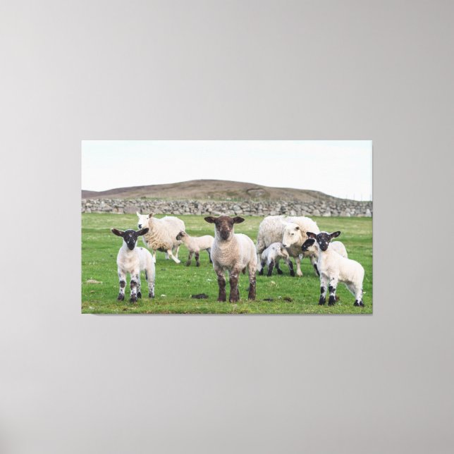 Lienzo Oveja Shetland (Anverso)