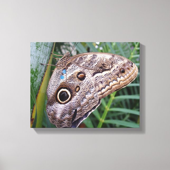 Lienzo Owl Butterfly (Anverso)