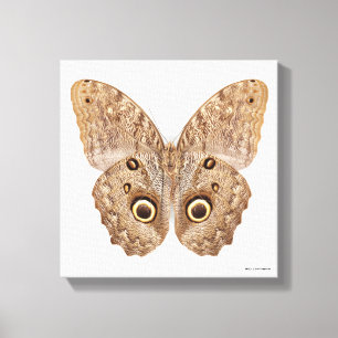 Lienzo Owl Butterfly