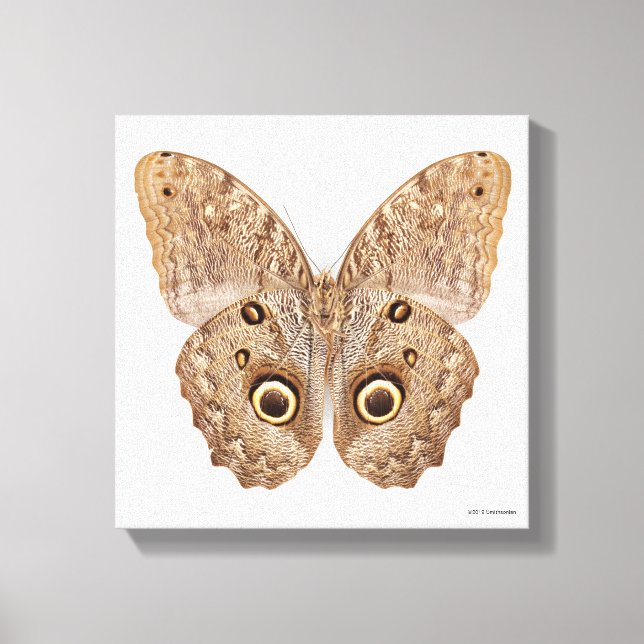 Lienzo Owl Butterfly (Anverso)
