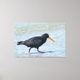 Lienzo OYSTERCATCHER 40x60
