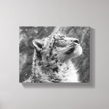Pacífico Leopardo de la Nieve