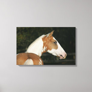 Lienzo Paint Horse Headshot 2