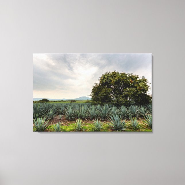 Lienzo Paisaje Con Agave Azul (Anverso)
