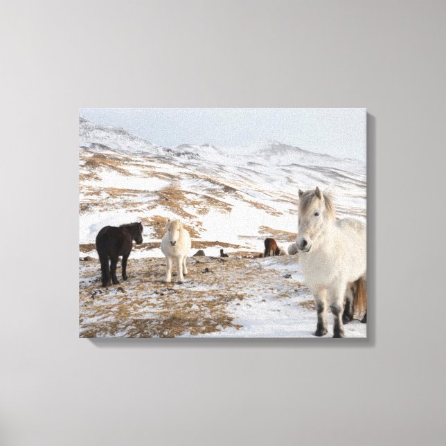 Lienzo Paisaje con caballos islandeses (Anverso)