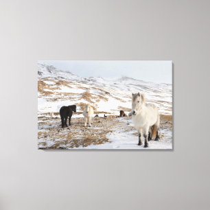 Lienzo Paisaje con caballos islandeses