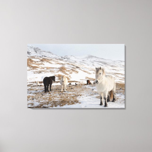 Lienzo Paisaje con caballos islandeses (Anverso)