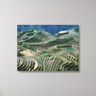 Lienzo Paisaje de terrazas de arroz en la montaña,