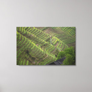 Lienzo Paisaje de terrazas de arroz en la montaña,