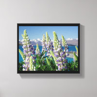 Paisaje florido de Lupine Nueva Zelanda