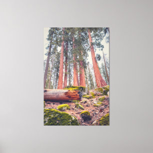 Lienzo Paisaje forestal del Parque Nacional Sequoia