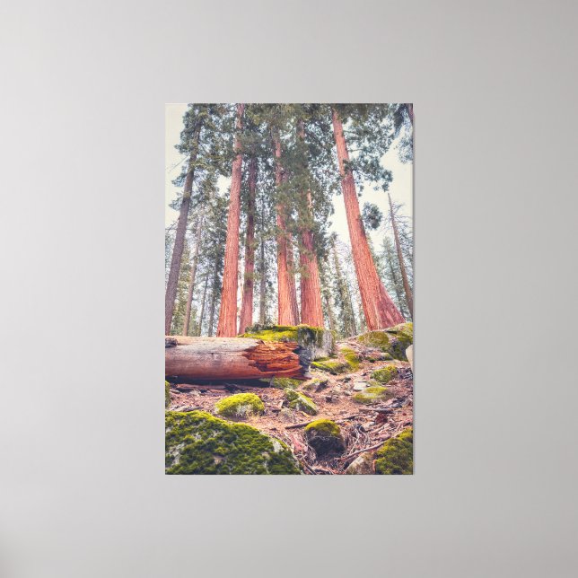Lienzo Paisaje forestal del Parque Nacional Sequoia (Anverso)