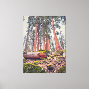 Lienzo Paisaje Forestal del Parque Nacional Sequoia