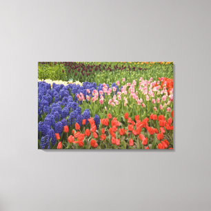 Lienzo Países Bajos (Holanda), Lisse. Keukenhof 3