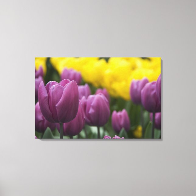 Lienzo Países Bajos (Holanda), Lisse. Keukenhof 5 (Anverso)